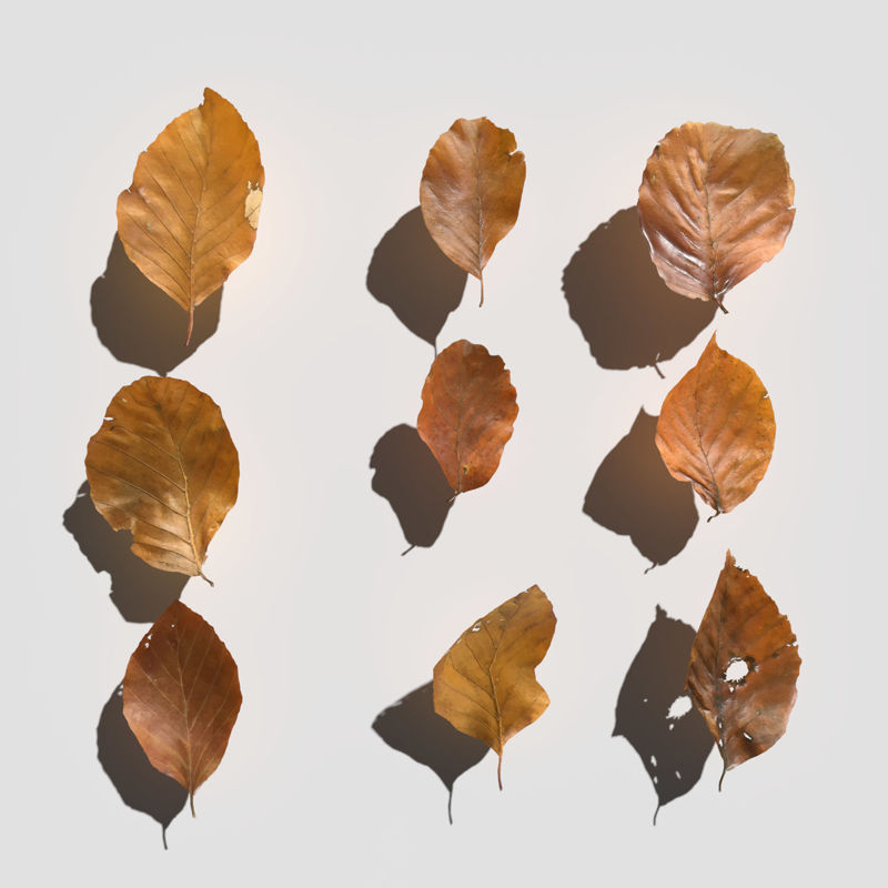 Dry Beech Leaves Pack 3d model