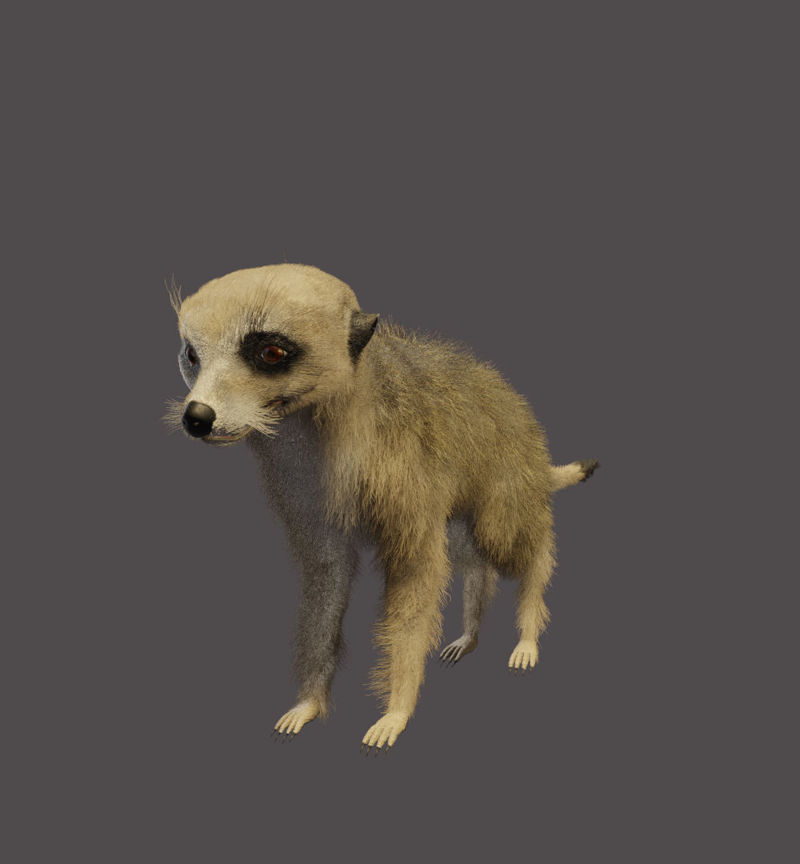 Meerkat 3d model