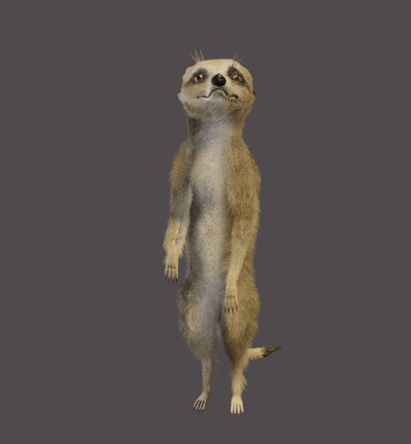 Meerkat 3d model
