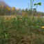 Creeping Buttercup Flower Meadow Patch 3d model
