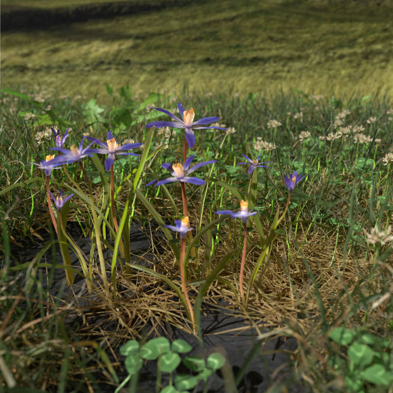 Wild Flower Plant Pack 3d model