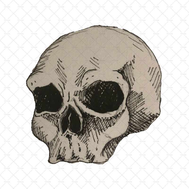 Skull illustration png