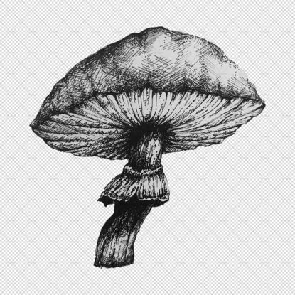 Mushroom png pencil illustration