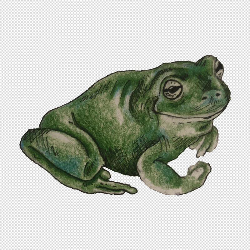 Frog illustration watercolour