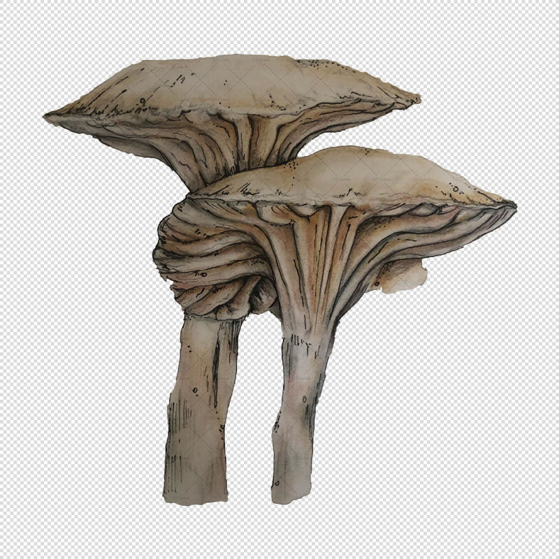 Mushroom png illustration