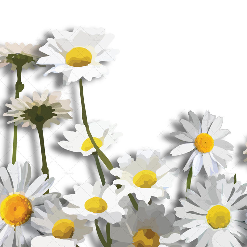 Daisy flower border digital illustration png
