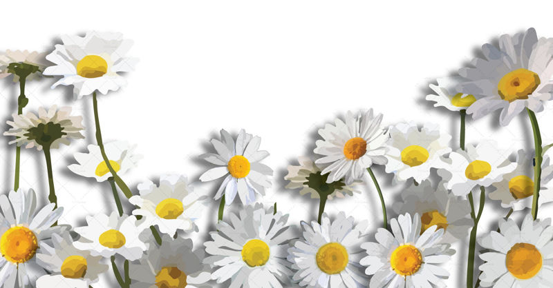 Daisy flower border digital illustration png