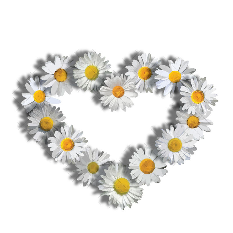 Daisy flower heart digital illustration png