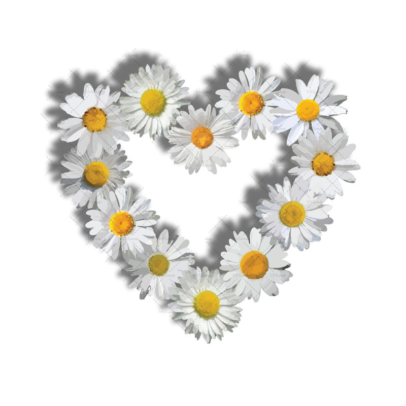 Daisy flower heart digital illustration png