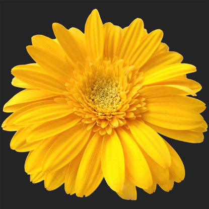 Yellow flower transparent png