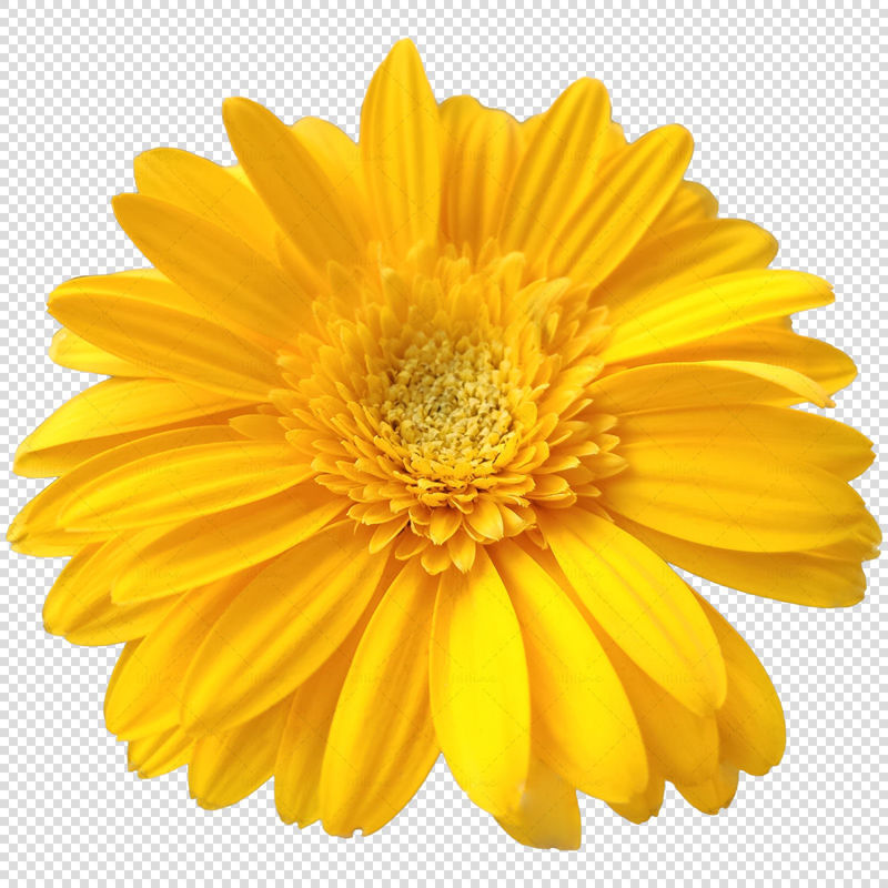 Flor amarilla png transparente