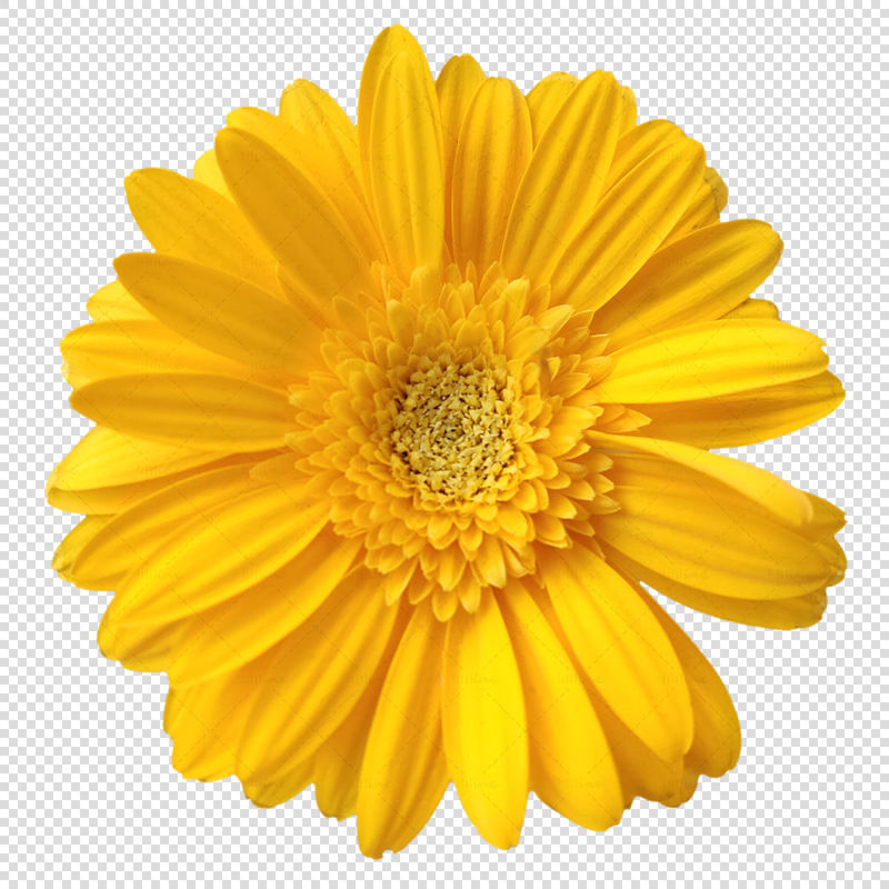 Gelbe Blume transparent png. llllline