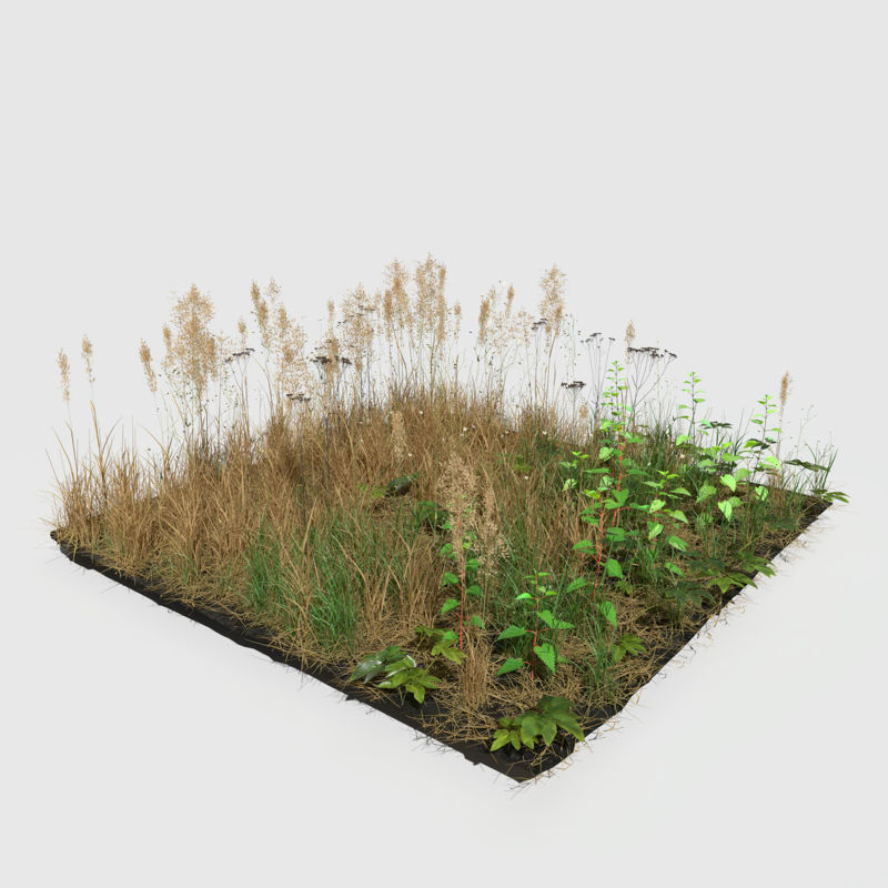 Grass Leaf Starwort Meadow 3d model Patch