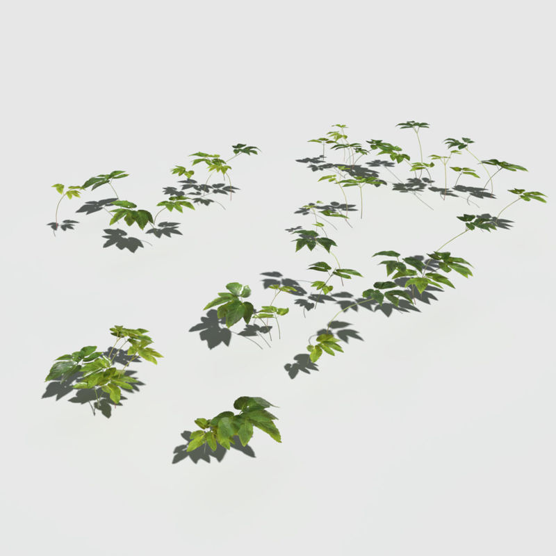 Grass Leaf Starwort Meadow 3d model Patch