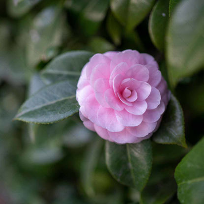 Pink camellia flower photograph