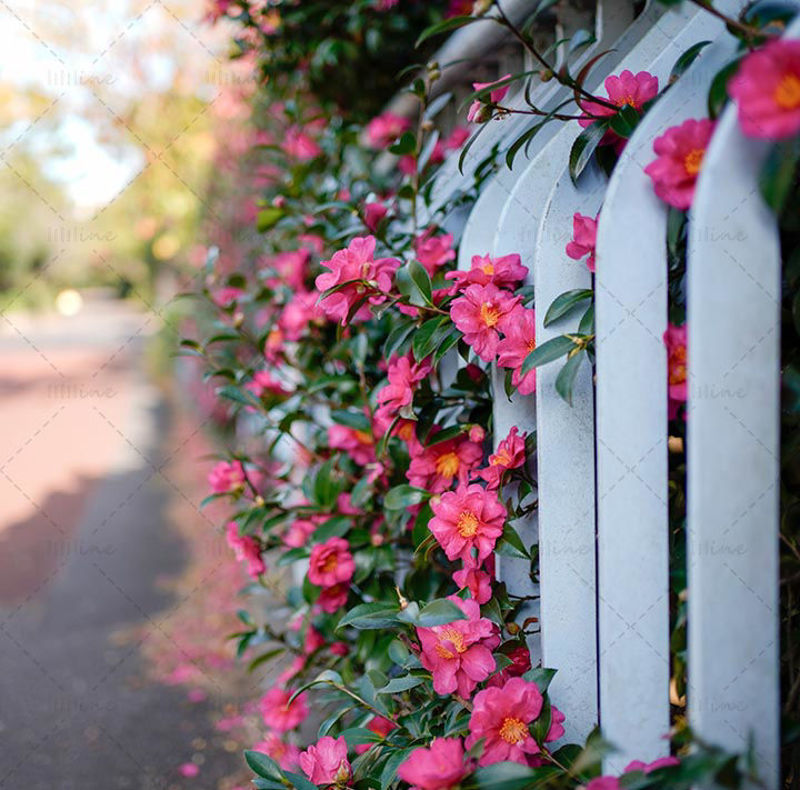 Red Camellia Flower Corridor photo