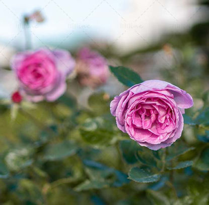 Purple rose photograph
