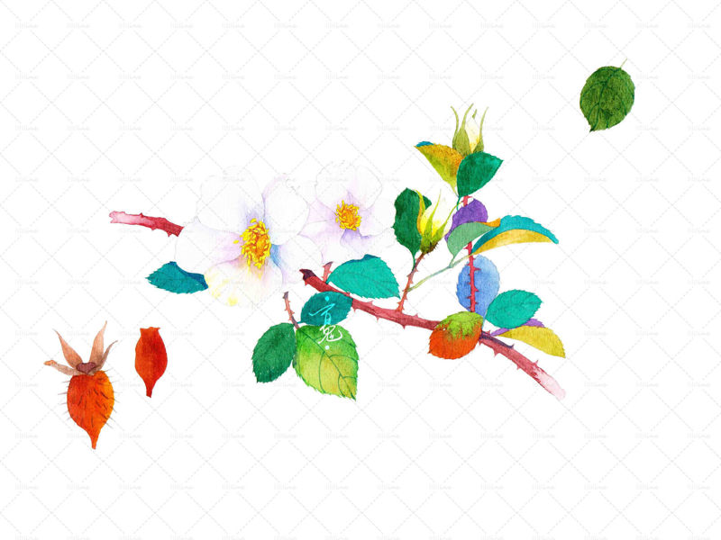 Jin yingzi plant flower Watercolor