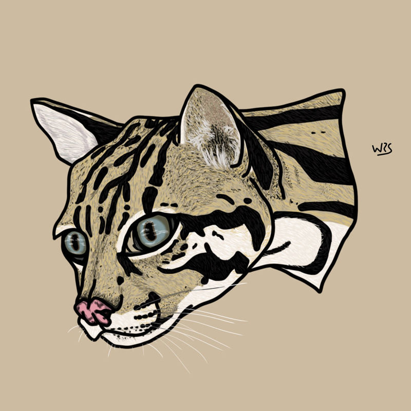 The ocelot (Leopardus pardalis) animal illustration