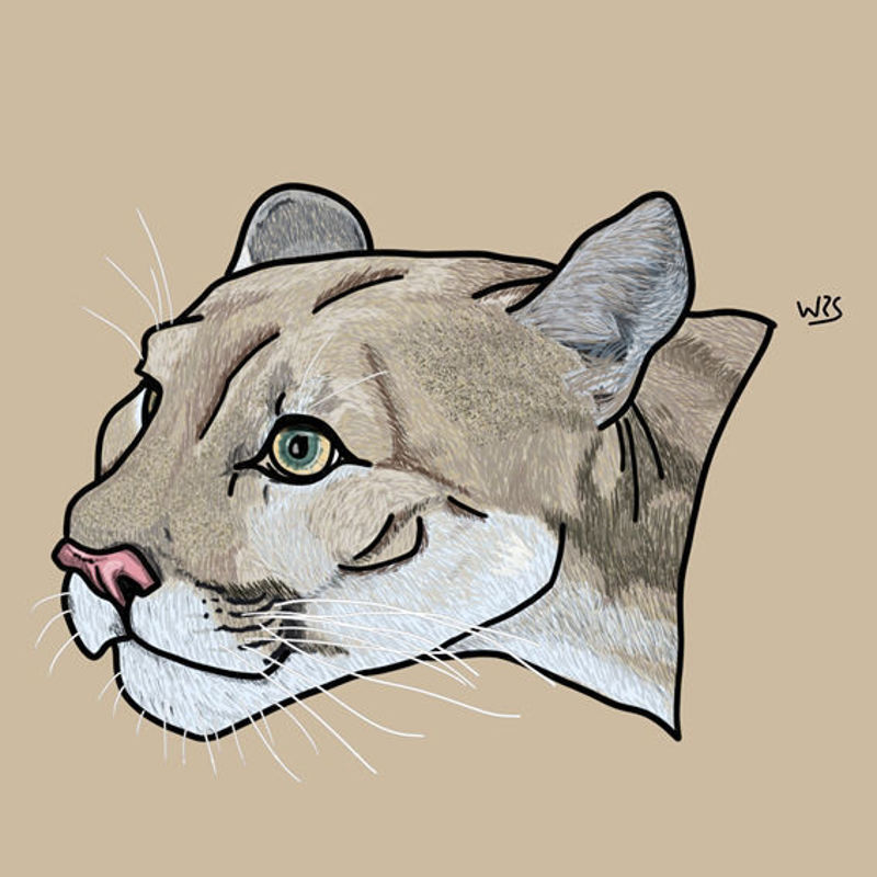 The cougar (Puma concolor) animal illustration