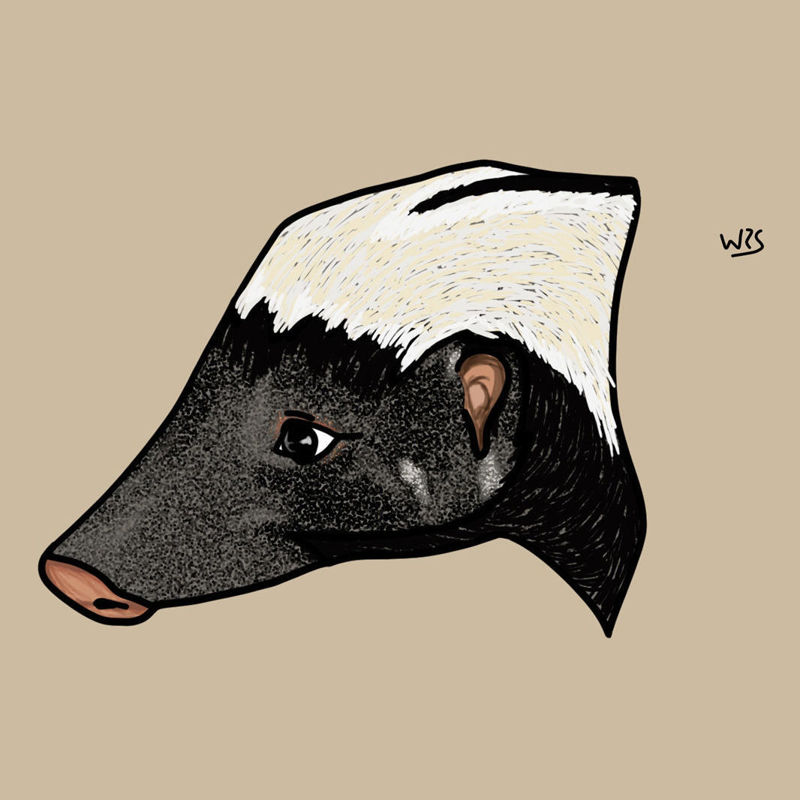 Striped hog-nosed skunk (Conepatus semistriatus) animal illustration