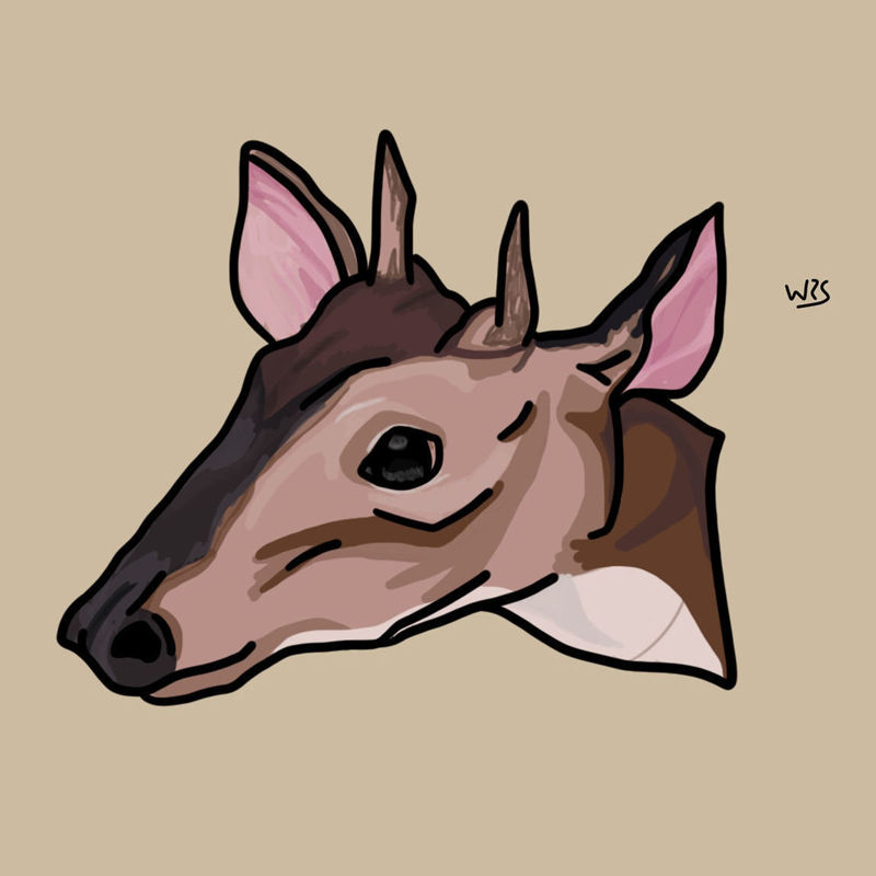 Red Brocket deer (Mazama americana) animal illustration