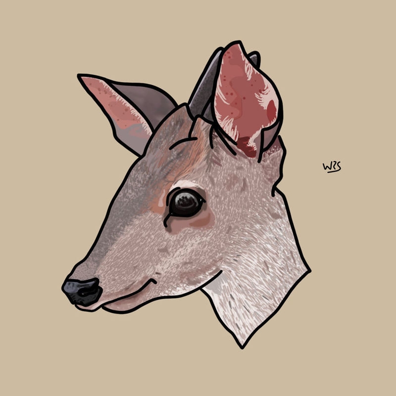 Gray brocket Deer (Mazama gouazoubira) animal illustration