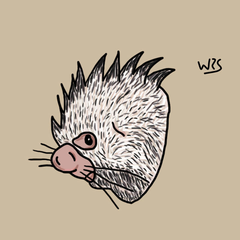 Brazilian Porcupine (Coendou prehensilis) illustration