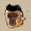 Black-striped capuchin (Sapajus libidinosus) animal illustration