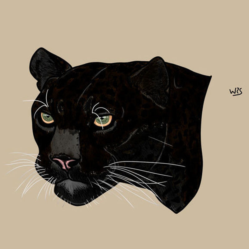 Black jaguar (Panthera onca) animal illustration