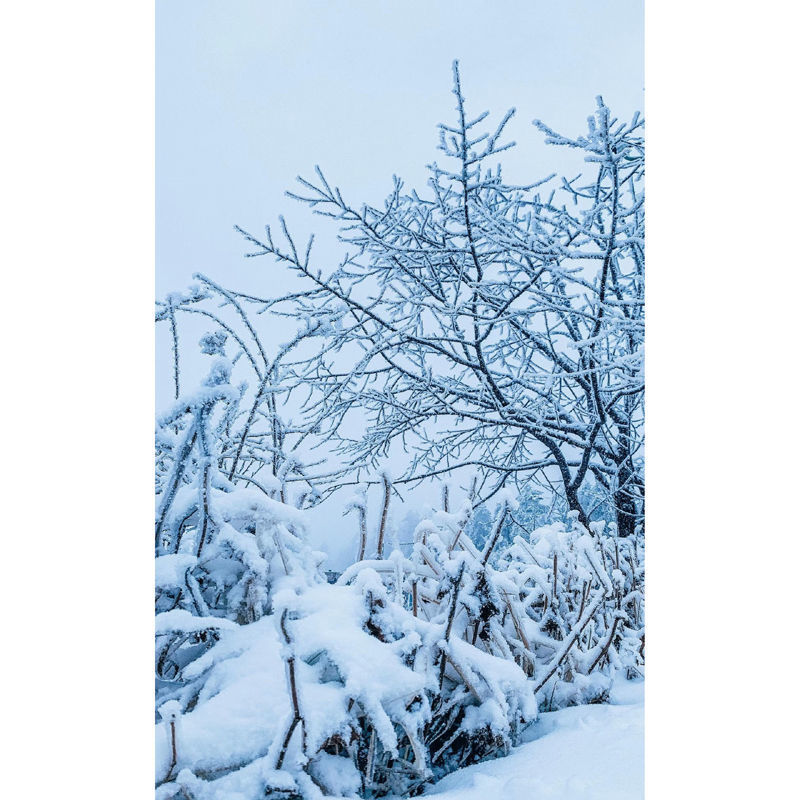 snow scene tree 