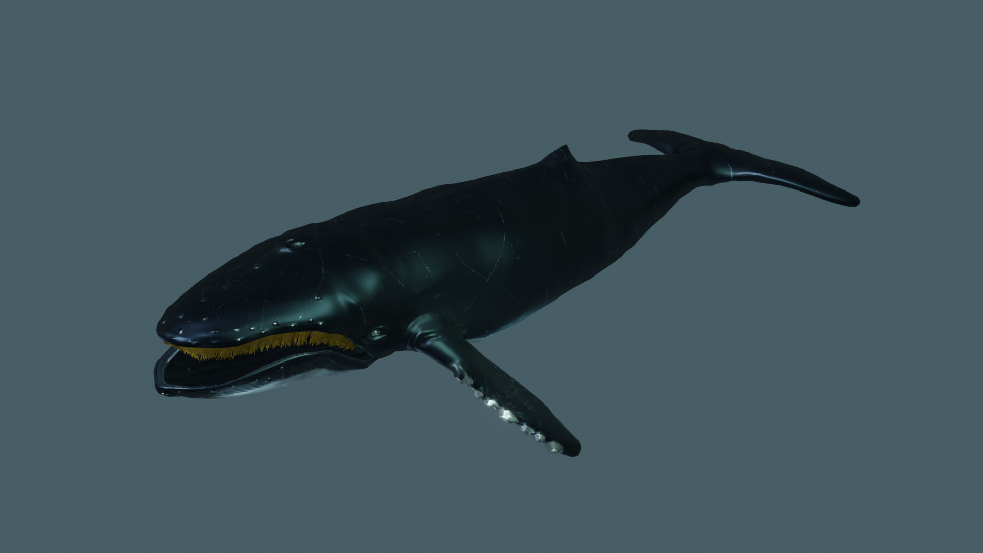 Humpback Whale 3d model