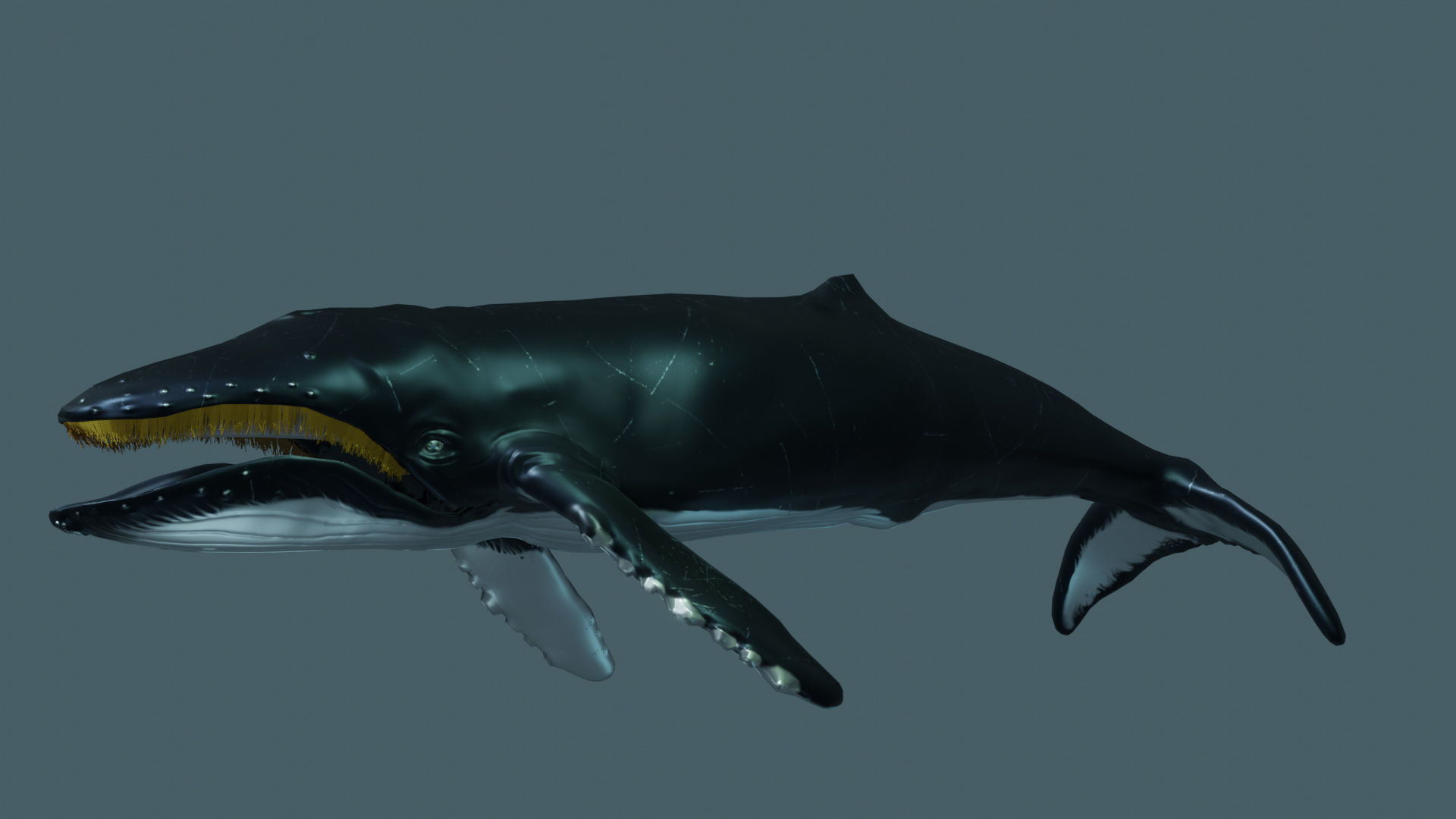 Humpback Whale 3d model