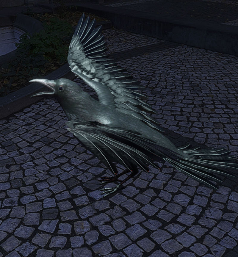 Crow flying 3d model
