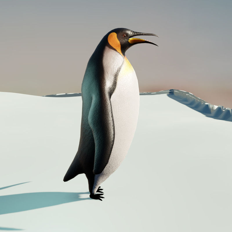 Пингвин 3 6. Пингвин 3д модель. 3 Пингвина. Императорский Пингвин и человек. Пингвин 3d модель.