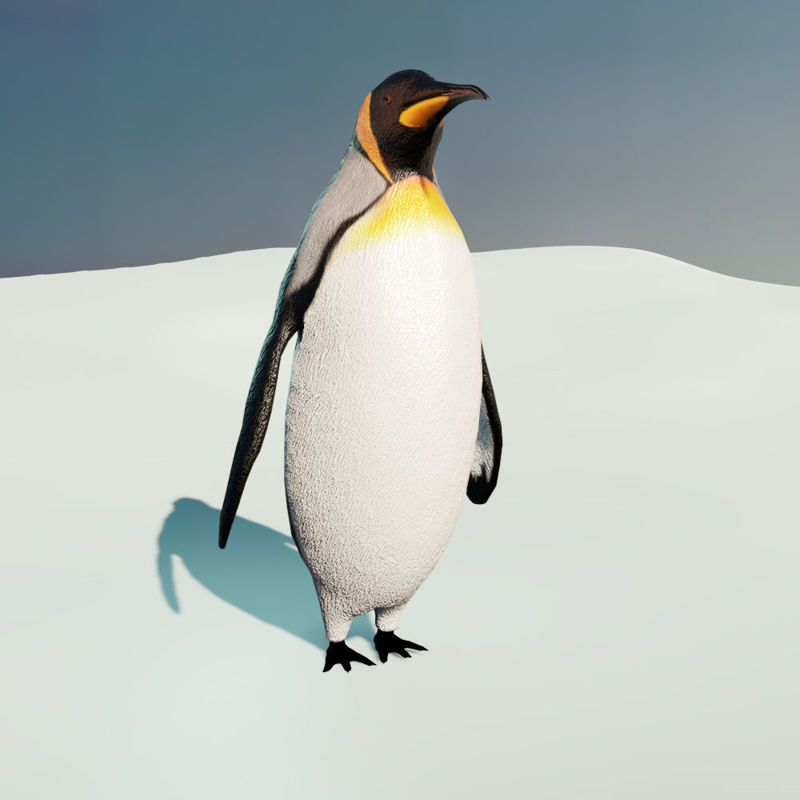 Пингвин 3 6. Пингвин модель. Пингвин 3д модель. 3 Пингвина. Пингвин 3d модель.