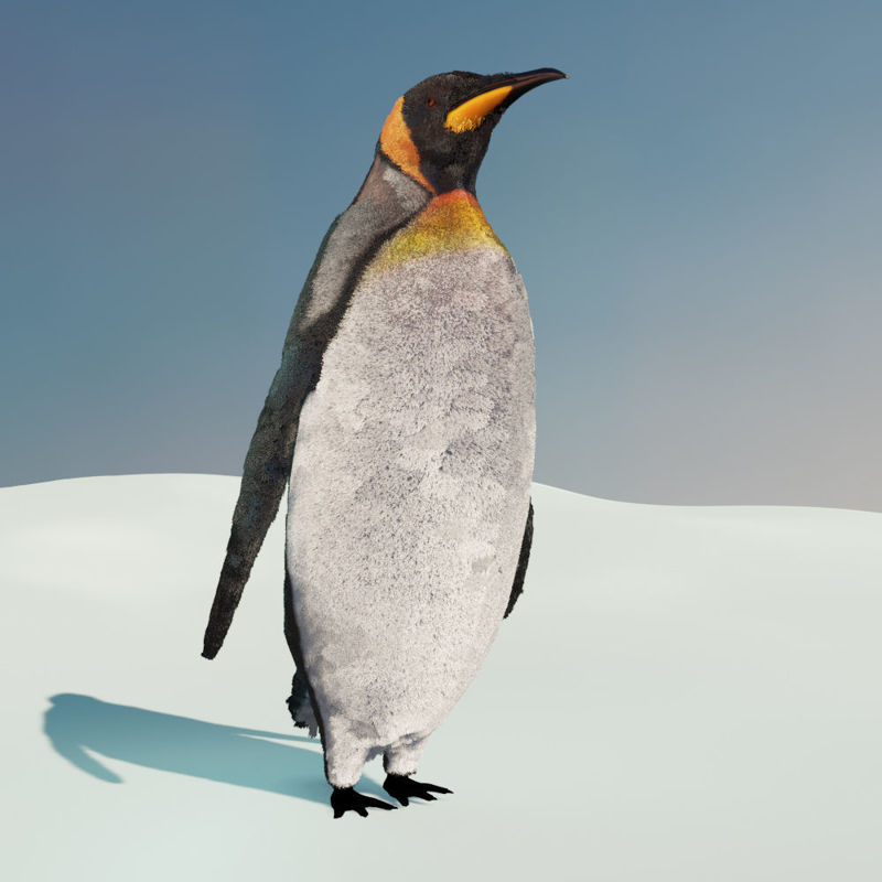 Пингвин 3d модель. Пингвин 3д модель. 3d model Пингвин. Текстура пингвина для 3д модели. Пингвин 3 6