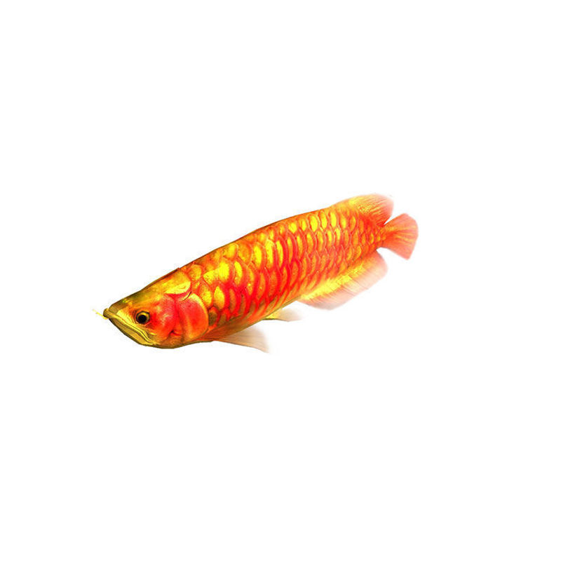 Rigged Animated Arowana Red Swimming Fish 3D Model