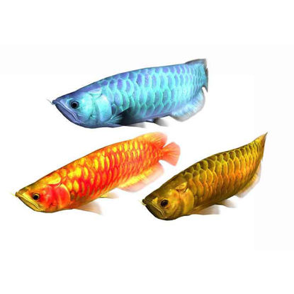 Red Silver Gold Rigged Animated Arowana 3D Model