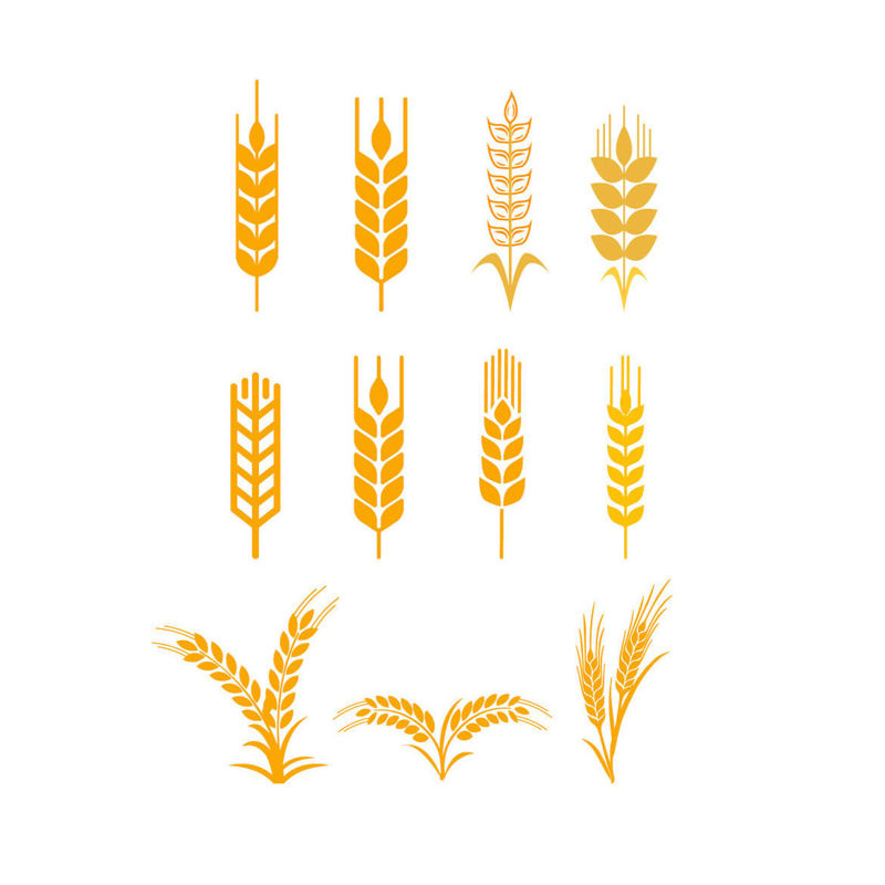 Barley Wheat AI Vector