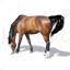 Horse Steed Photorealistic Graphic AI Vector