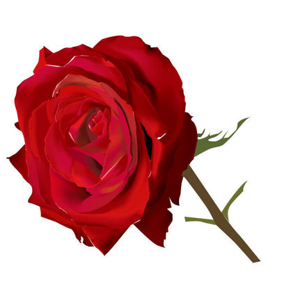 Photorealistic Red Rose Graphic AI Vector