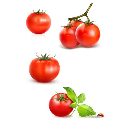 Photorealistic Vegetable Tomato Graphic AI Vector