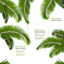Coconut Leaf AI vector