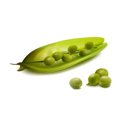 Photorealistic Vegetable Pea Graphic AI Vector