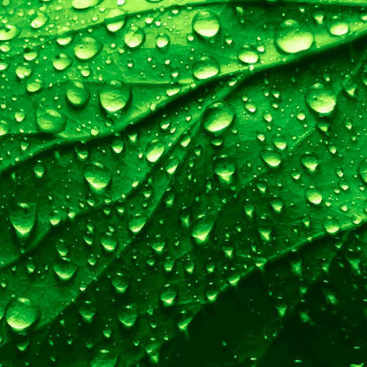 Leaf With Water drops Graphic Design AI Vector