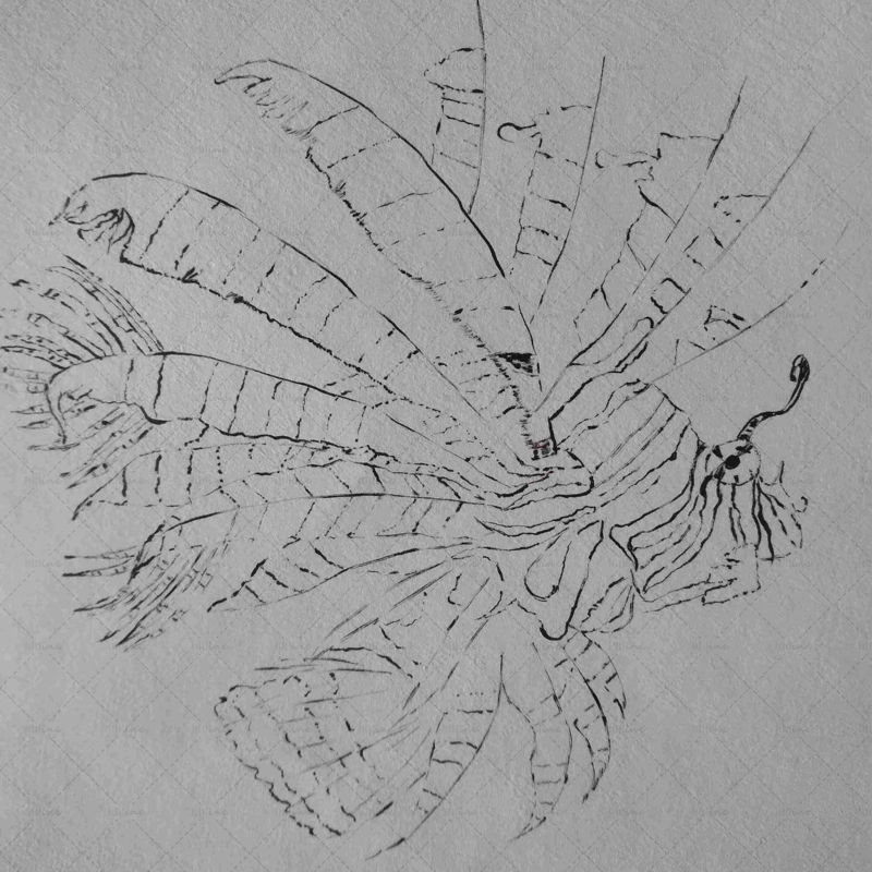 Oceanfish sketch