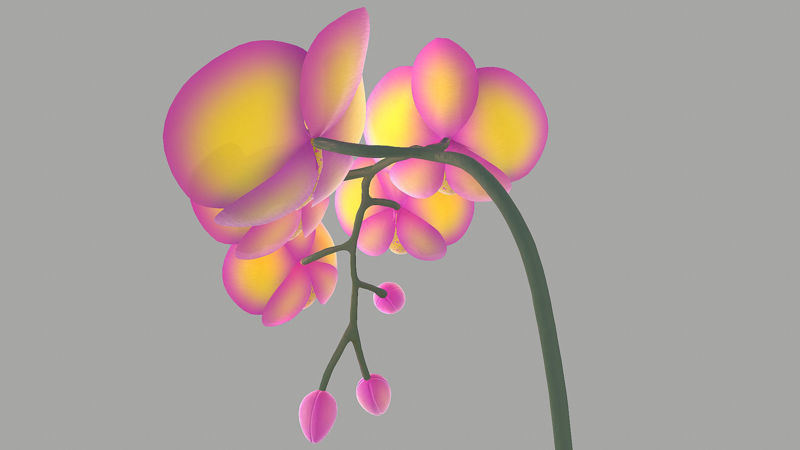 Falenopsis 3d model
