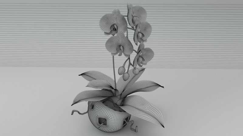 Falenopsis 3d model