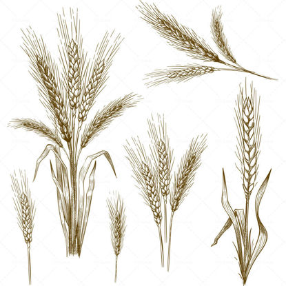 Vector hand drawn wheat